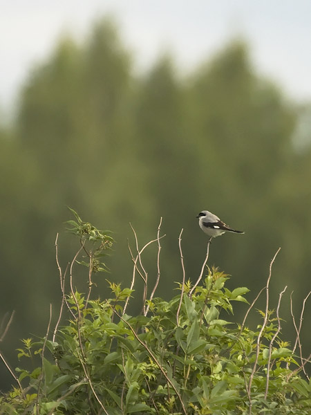 Mustaotsalepinkäinen, Lesser Grey Shrike, Lanius minor